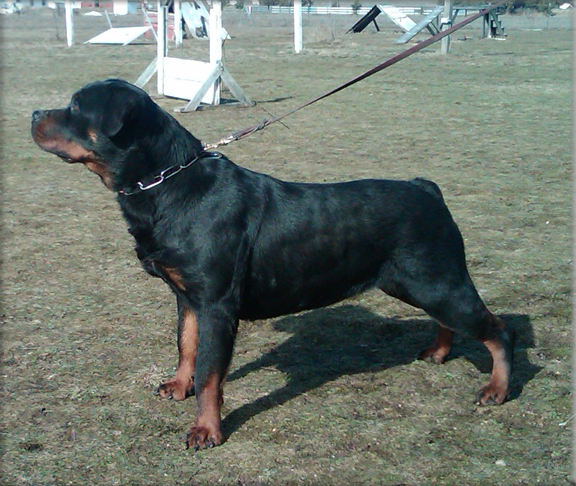Jeneck's Aki, rottweiler female