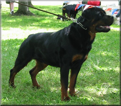 Jenecks Bronco, rottweiler males, rottweiler stud dogs