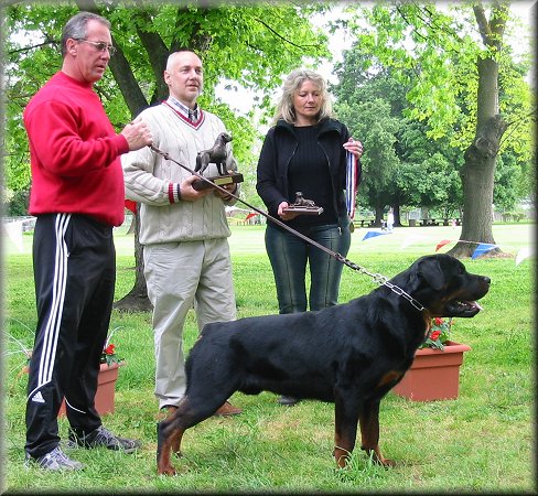 Jenecks Bronco, rottweiler stud dogs, rottweiler studs, rottweiler males