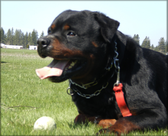Jenecks Goucho, rottweiler stud dog