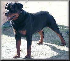 Jenecks Hank, male rottweiler
