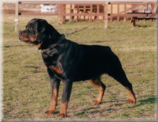 Jenecks Jackie, female rottweiler