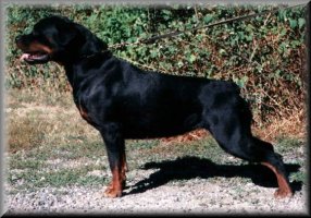 Jenecks Janka, rottweiler female