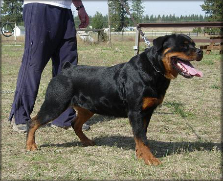 Jenecks Bella, rottweiler female