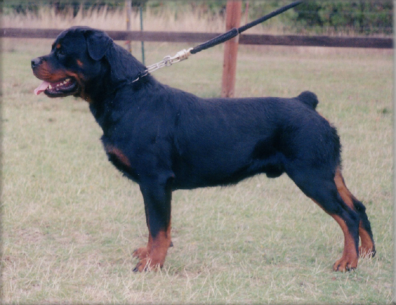 Jeneck's Mirko, rottweiler males, rottweiler stud dogs