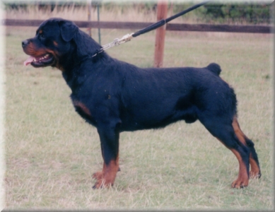 Jenecks Mirko, rottweiler stud dogs, male rottweilers