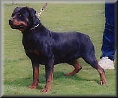 Jenecks Olfa, rottweiler female