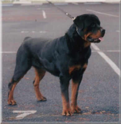 Jenecks Oscar, rottweiler male