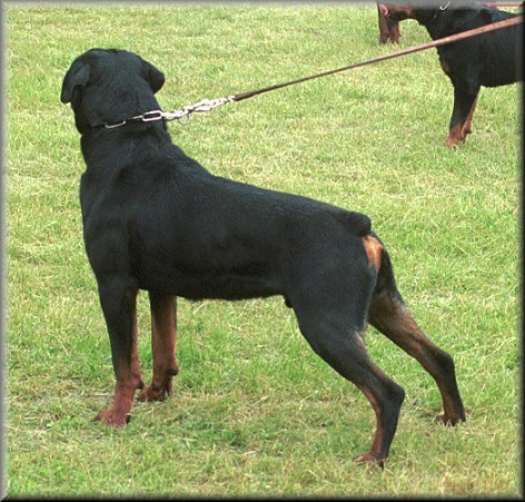 Jeneck's Punch, rottweiler male