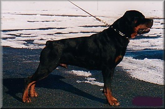 Jeneck's Punch, rottweiler male