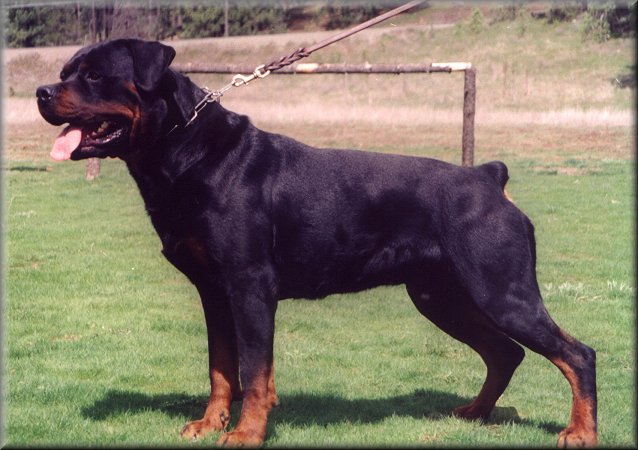 Jeneck's Punch, rottweiler male