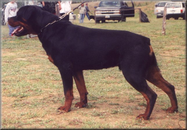 Jenecks Rex, rottweiler stud dogs