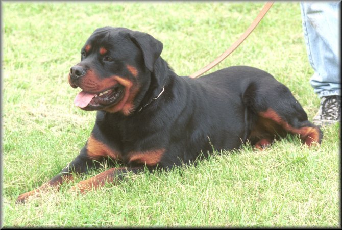 Jenecks Rex, rottweiler stud dogs, male rottweilers