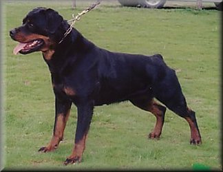 Jenecks Rhonda, female rottweilers
