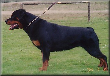 Jenecks Yana, female rottweilers