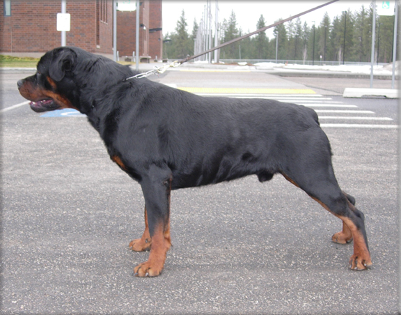Jenecks Ari, rottweiler stud dogs