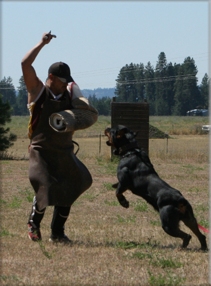Jenecks Bella, rottweiler female, rottweiler brood bitch
