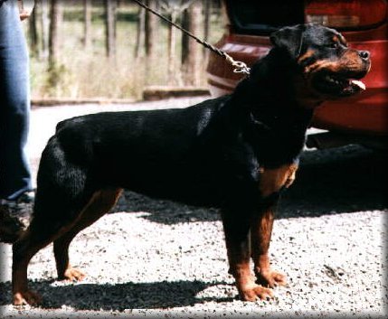 Jeneck's Fae, female rottweilers