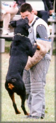 Jenecks Flash, working rottweilers,  rottweilers doing bite work, rottweilers schutzund