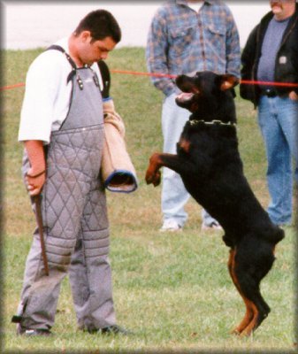 Jenecks Flash, working rottweilers,  rottweilers doing bite work, rottweilers schutzund