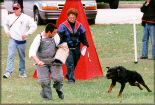 Jenecks Flash, working rottweilers,  rottweilers doing bite work, rottweilers schutzund