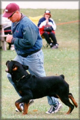 Jenecks Flash, working rottweilers,  rottweilers obedience, rottweilers schutzund