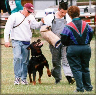 Jenecks Flash, working rottweilers,  rottweilers doing bite work, rottweilers schutzund