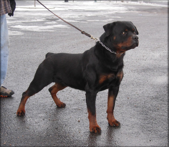 Jenecks Goucho, rottweiler male