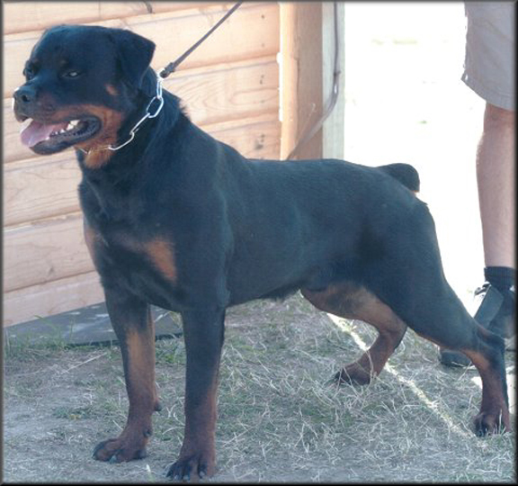 Jenecks Goucho, male rottweilers