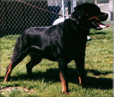 Jeneck's Henja, female rottweiler