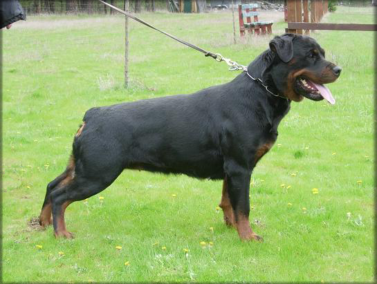 Jenecks Ollie, female rottweiler