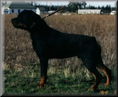 Gabar vom Gambrinus, rottweiler male