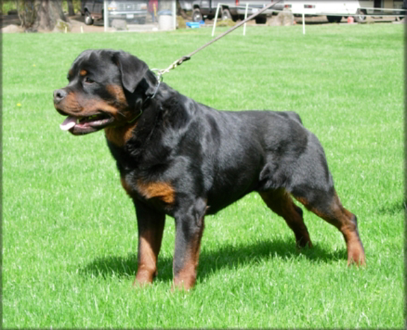 Jenecks Quic, rottweiler male