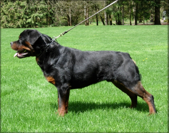 Jenecks Quic, rottweilers
