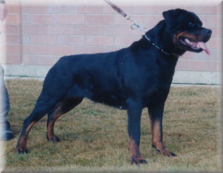 Jenecks Rhonda, female rottweiler