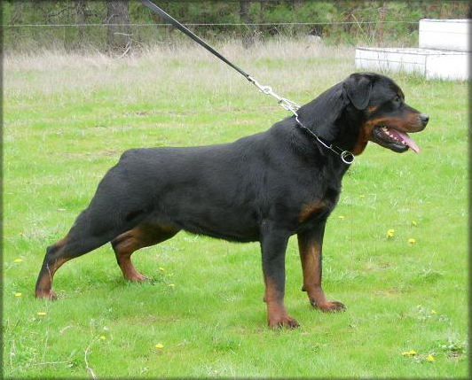 Jenecks Roxi, female rottweiler