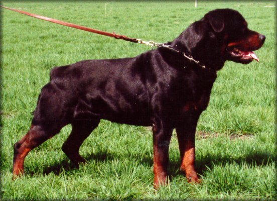 Jenecks Santor, rottweilers