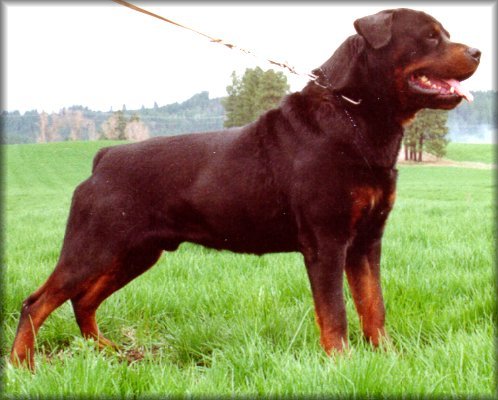 Jenecks Santor, rottweilers