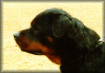 Jeneck's Auer, rottweiler female