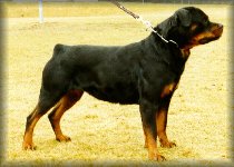 Jenecks Bessy, rottweiler brood bitch