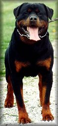Rottweiler Stud Dogs