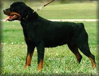 Donna vom Schwaiger Wappen, rottweiler female