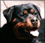 Jeneck's Fae, female rottweiler