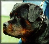 Jeneck's Flash, rottweiler stud dogs
