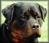 Jeneck's Flash, rottweiler stud dogs