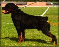 Jenecks Flash, rottweiler stud dogs, rottweiler studs
