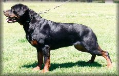 Jenecks Gitta, rottweiler female