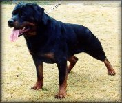 Jenecks Gitta, rottweiler female
