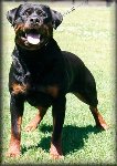 Jenecks Gitta, rottweiler female