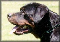 Jeneck's Gitta, rottweiler female